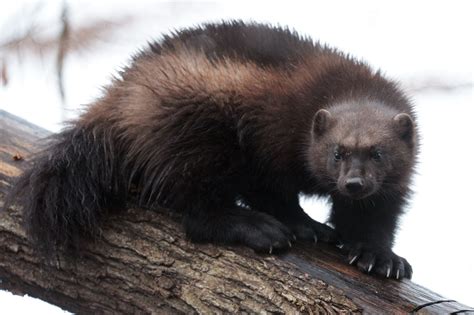 “Wolverines really need Colorado”: Federal decision looms over another reintroduction plan