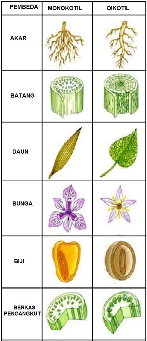 √ 45+ Contoh Tumbuhan Dikotil dan Monokotil [Lengkap]