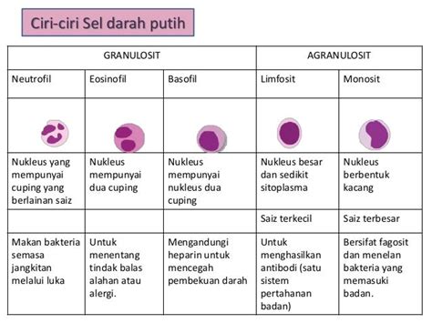 √ 5 Jenis - Jenis Leukosit ( Sel Darah Putih) Terlengkap