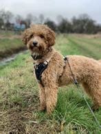 ≥ Vind een Mini Labradoodle op Marktplaats