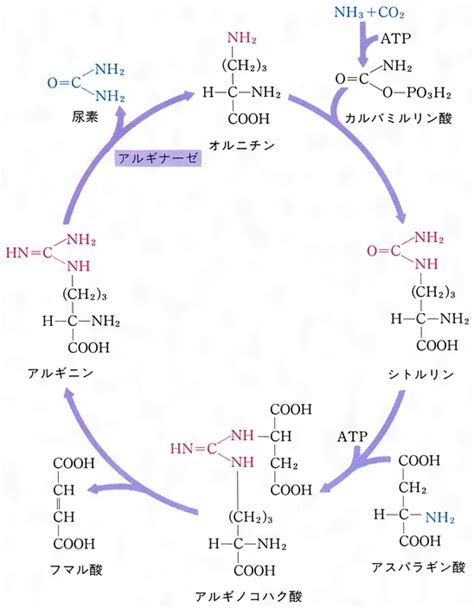 「オルニチン回路」の意味や使い方 わかりやすく解説 …