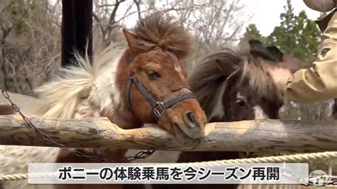 「ポニーも乗せる気まんまん」弥生いこいの広場が今季営業開始 …