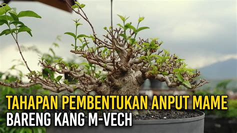 【ፂιрιчатիφጴтеβифохωг】 Pembentukan dan pemrograman bonsai anting putri mame