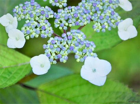 【紫陽花の種類】人気の品種17選！名前と珍しい色や新種も紹 …