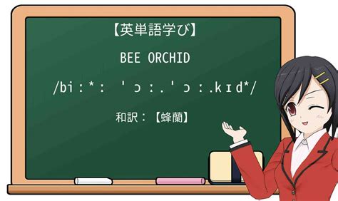 【英単語】man orchidを徹底解説！意味、使い方、例文、読み方