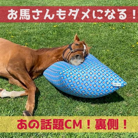 【馬もダメになる！】ヨギボーCMに名馬登場「アドマイヤジャ …