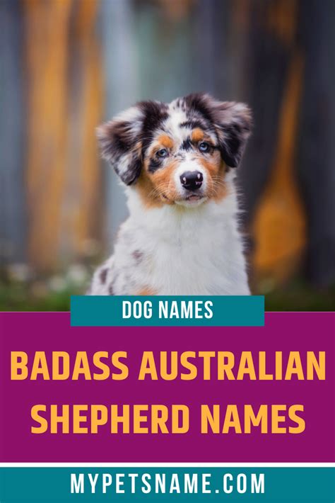 【150+】Aboriginal Australian Dog Names and Meanings 2024