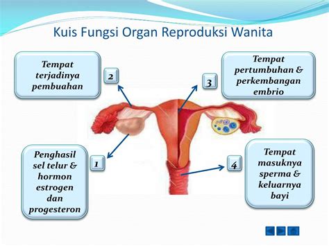 【2024】 10 organ sistem alat reproduksi wanita beserta fungsi dan