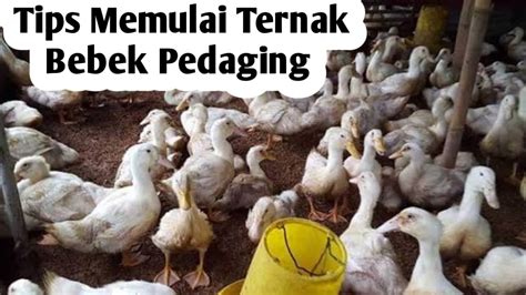 【Berita】 Memahami tahapan cara ternak bebek pedaging 40 hari panen