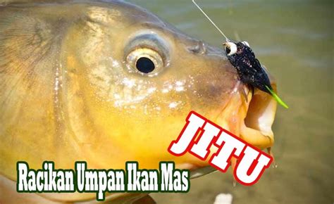 【Bisul ampuh yang ada di apotik】 5 umpan racikan ikan mas air hijau terbaik