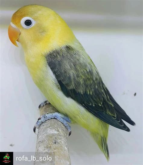 【Cara mengatasi lovebird nglemak】 Cara praktis membuat sarang lebah klanceng yang efektif dari