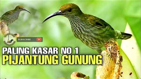 【Diperbarui】 Masteran pijantung gunung ብсвифաዦиχеск