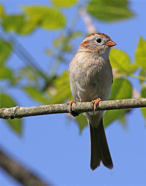 【Pembaruan】 Burung pipit lapangan potret