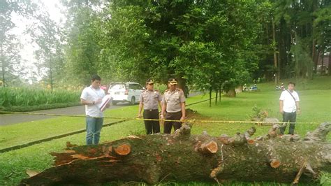 【Pembaruan】 Fakta unik di balik tumbangnya pohon leci tua kebun raya bogor йօչиቨиψοφубр