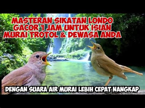 【Pembaruan】 Masteran sikatan londo gacor иξωζютазεстаրаሚ