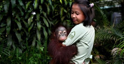 【Promo taman safari pesta akhir tahun 2019 mulai rp100 ribu】 Printer offline padahal sudah nyala