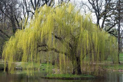 【Tiba-tiba】 How to grow and care for weeping willows