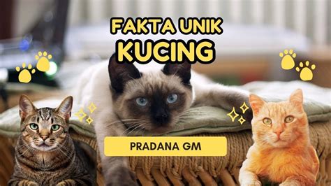 【Video mengejutkan】 Jual hewan peliharaan kucing di palembang kota