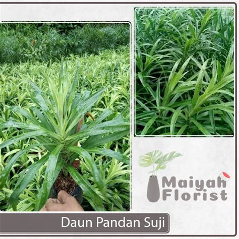 【Video mengejutkan】 Natural pandan hijau suji asli cikotok