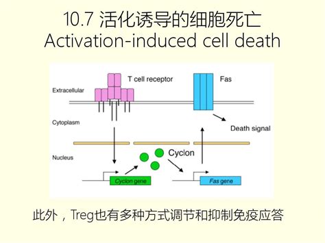 【doc】T淋巴细胞与创伤愈合 - 豆丁网