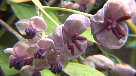 あけびの花 雌しべ と 雄しべ Youtube