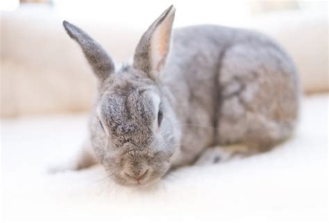 うさぎの脳の大きさや重さはどれくらいなの！？ 生き物NAVI