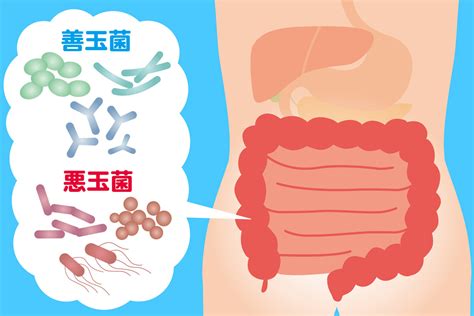 おならの臭いの種類は？おならが臭い食べ物とおならの臭い対処 …