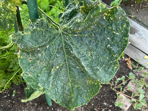 きゅうりの病気を早期発見 葉っぱでわかる種類と対策 施設園芸 Com