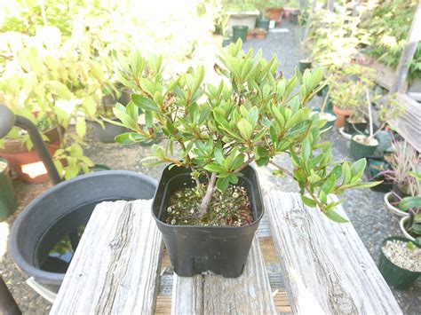 さつきの挿し木の仕方