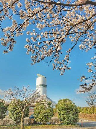 とやまの桜×私×フォト「見頃の古城公園の朝桜」きやいちざえ …