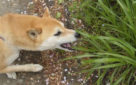 なぜ草を食べる そもそも食べさせていいの 草食犬の取り扱い説明書 Shi Ba シーバ プラス犬びより 犬と楽しく暮らす 情報マガジン