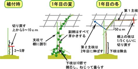 ぶどうの栽培方法と収穫までの流れ 苗木の選び方や植え方 切り詰め方を解説 暮らし の