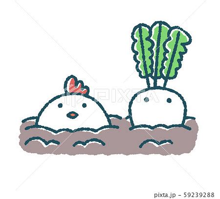 ゆるいにわとりは大根とともに土に埋まる イラスト素材 フォトライブラリー Photolibrary