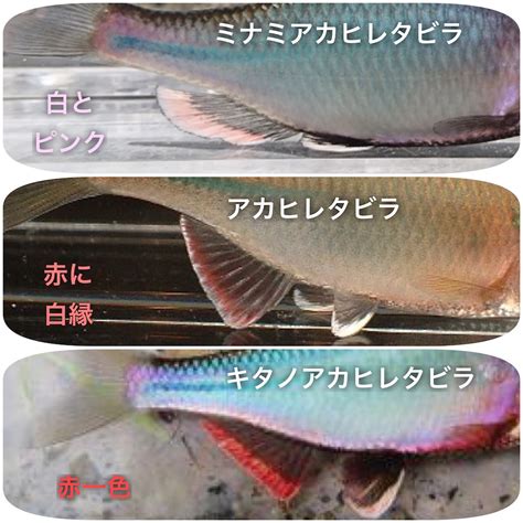 アカヒレタビラの特徴 釣魚図鑑 特徴 仕掛け さばき方 Honda釣り倶楽部 Honda