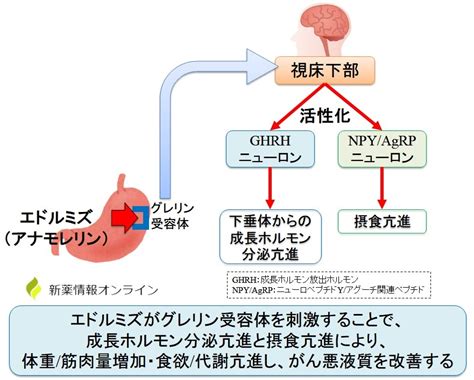 アナモレリン（エドルミズ）がん悪液質と食欲不振・体重減少の …