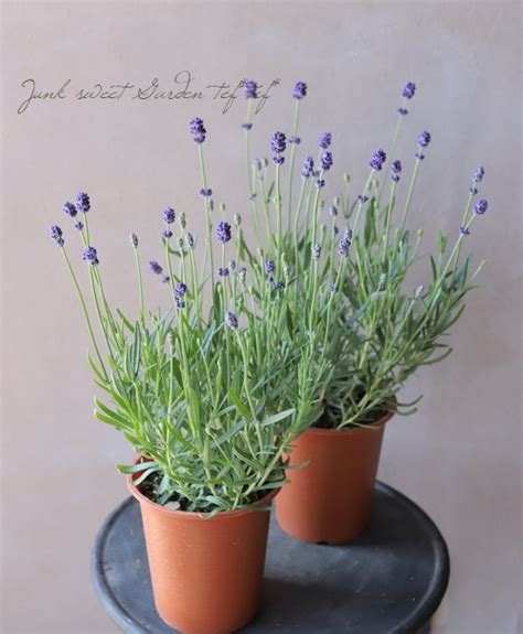 イングリッシュラベンダー ふらのぶるー すべての商品 Junk Sweet Garden Tef Tef