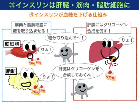 インスリンによる血糖値低下の仕組み - ヤクサジ