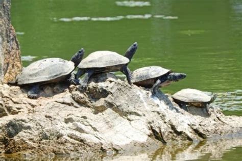 ウンキュウってどんな亀？イシガメとクサガメのハーフ …