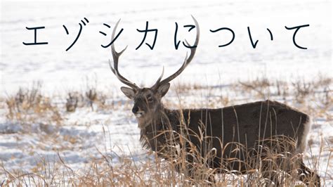 エゾシカと車がぶつかったらどうする?美味しい食べ方など雑学 …