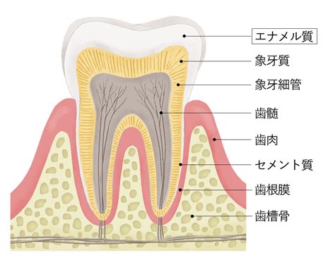エナメル質と象牙質 町田 歯医者/歯科 町田駅前グレイス歯科・ …