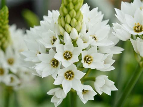 オーニソガラム 育て方 花の写真 ３６５花撰 栽培実践集