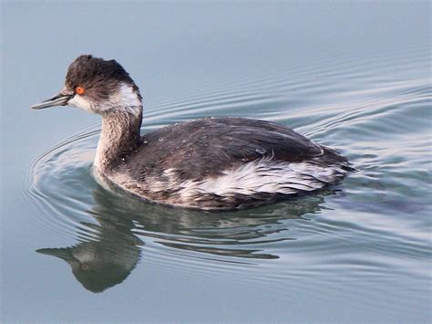 カイツブリ - Wikipedia