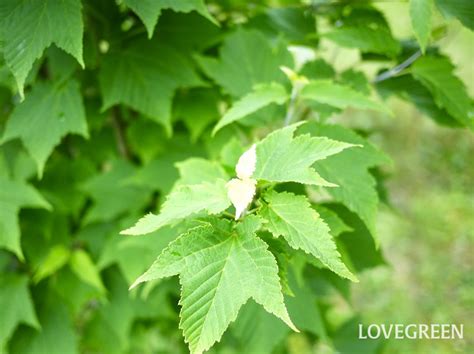 カエデ属の花 Npoおおさか緑と樹木の診断協会