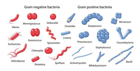 グラム陰性菌 - gram negative bacteria