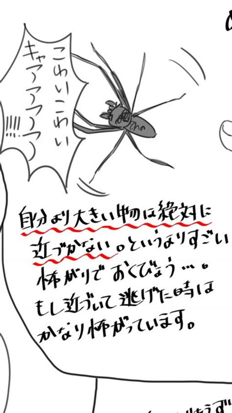 ゴキブリを捕食するアシダカグモ 軍曹 は殺してはいけないことが分かる漫画 みんなの反応どうでしょう