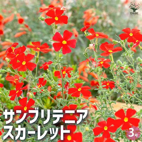 サンブリテニア スカーレット3 3 5号ポット 6株セット 草花の苗 園芸ネット 本店 通販 Engei Net