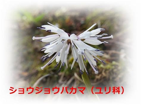 ショウジョウバカマ のふおうの 豊後 花 鳥 風 月