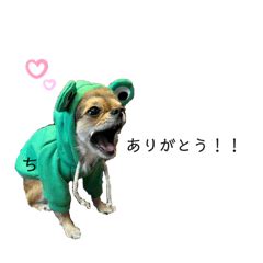 チワワの写真スタンプだよ Line スタンプ Line Store