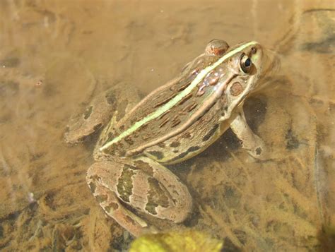 トノサマガエルの卵の大きさや数は！？ カエルの図鑑