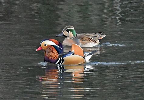 トモエガモ、オシドリ、ヨシガモなど - ぶらりぷらり